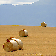 Straw / Hay